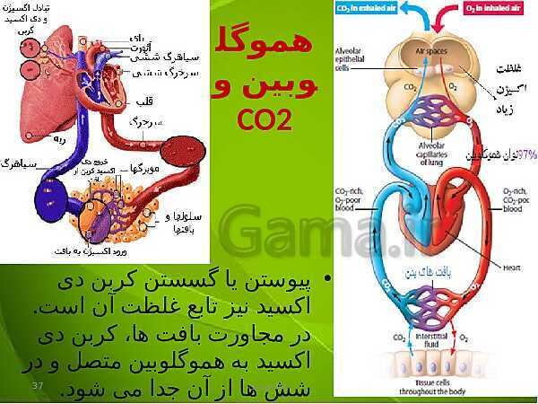 پاورپوینت فصل سوم زیست دهم: تبادلات گازی- پیش نمایش