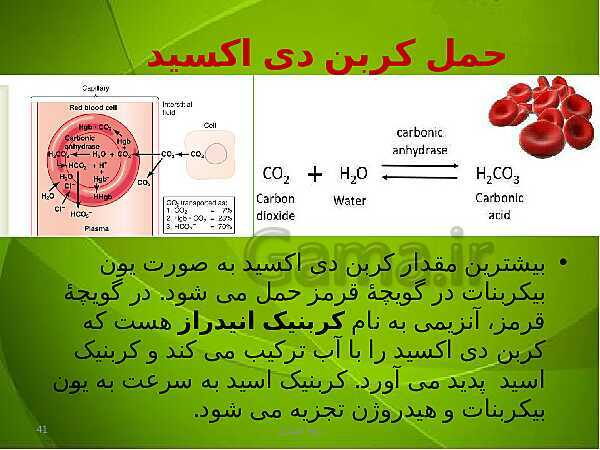 پاورپوینت فصل سوم زیست دهم: تبادلات گازی- پیش نمایش