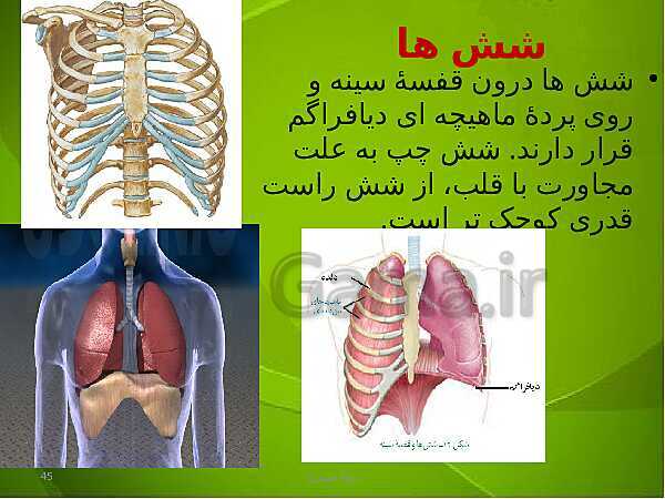 پاورپوینت فصل سوم زیست دهم: تبادلات گازی- پیش نمایش