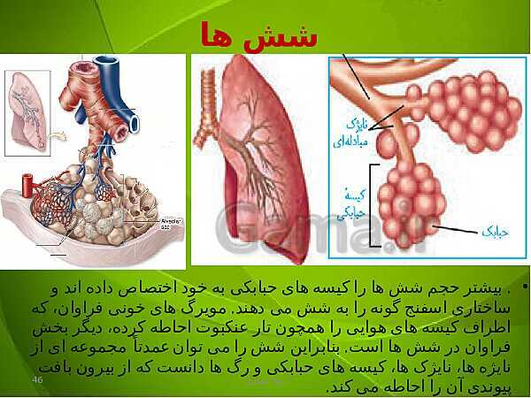 پاورپوینت فصل سوم زیست دهم: تبادلات گازی- پیش نمایش