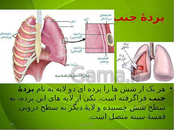 پاورپوینت فصل سوم زیست دهم: تبادلات گازی- پیش نمایش