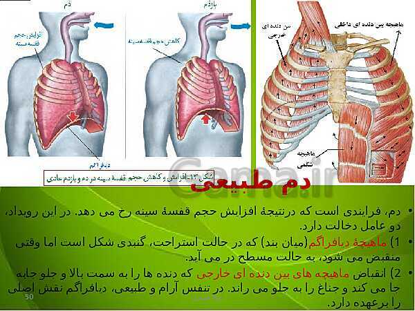 پاورپوینت فصل سوم زیست دهم: تبادلات گازی- پیش نمایش