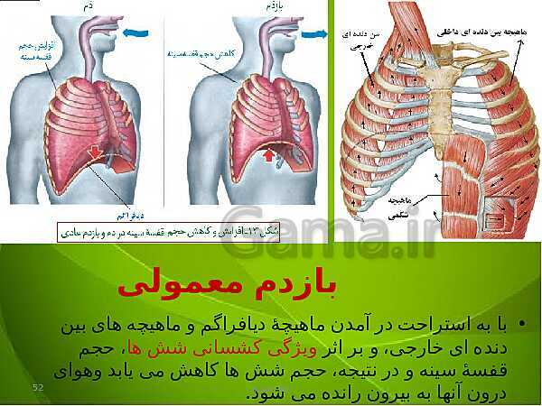 پاورپوینت فصل سوم زیست دهم: تبادلات گازی- پیش نمایش