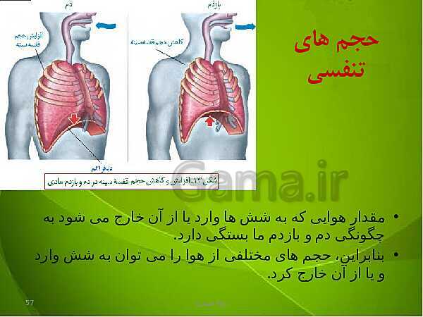 پاورپوینت فصل سوم زیست دهم: تبادلات گازی- پیش نمایش