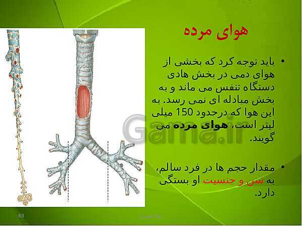 پاورپوینت فصل سوم زیست دهم: تبادلات گازی- پیش نمایش