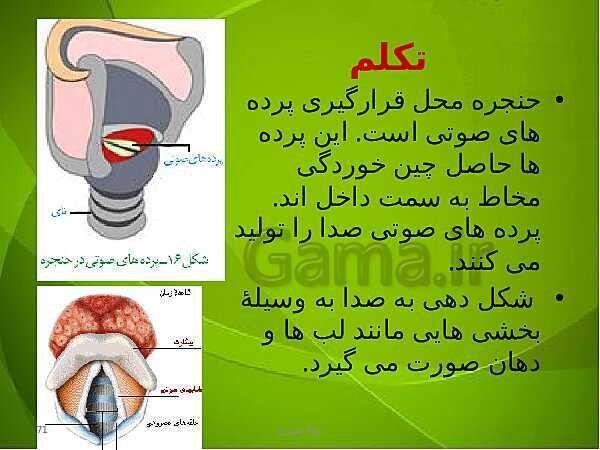 پاورپوینت فصل سوم زیست دهم: تبادلات گازی- پیش نمایش