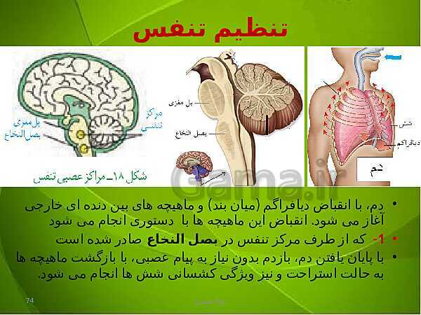 پاورپوینت فصل سوم زیست دهم: تبادلات گازی- پیش نمایش