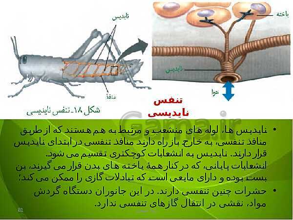 پاورپوینت فصل سوم زیست دهم: تبادلات گازی- پیش نمایش