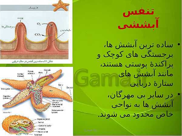 پاورپوینت فصل سوم زیست دهم: تبادلات گازی- پیش نمایش