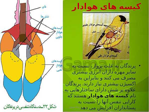 پاورپوینت فصل سوم زیست دهم: تبادلات گازی- پیش نمایش