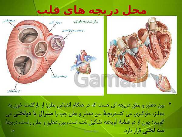 پاورپوینت فصل چهارم زیست دهم: گردش مواد در بدن- پیش نمایش