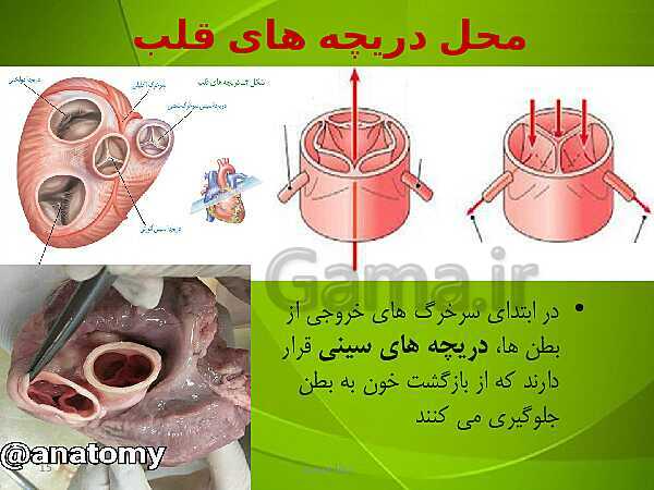 پاورپوینت فصل چهارم زیست دهم: گردش مواد در بدن- پیش نمایش