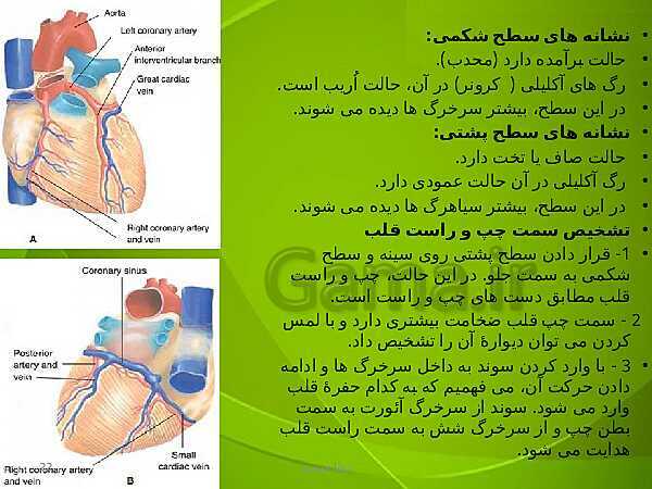 پاورپوینت فصل چهارم زیست دهم: گردش مواد در بدن- پیش نمایش