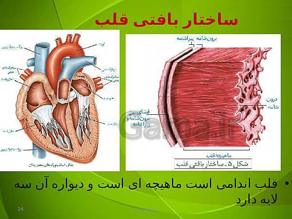 پاورپوینت فصل چهارم زیست دهم: گردش مواد در بدن- پیش نمایش