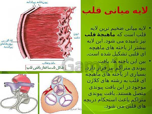 پاورپوینت فصل چهارم زیست دهم: گردش مواد در بدن- پیش نمایش