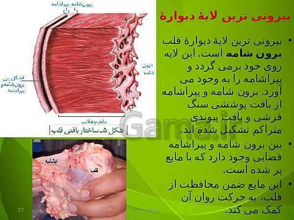 پاورپوینت فصل چهارم زیست دهم: گردش مواد در بدن- پیش نمایش