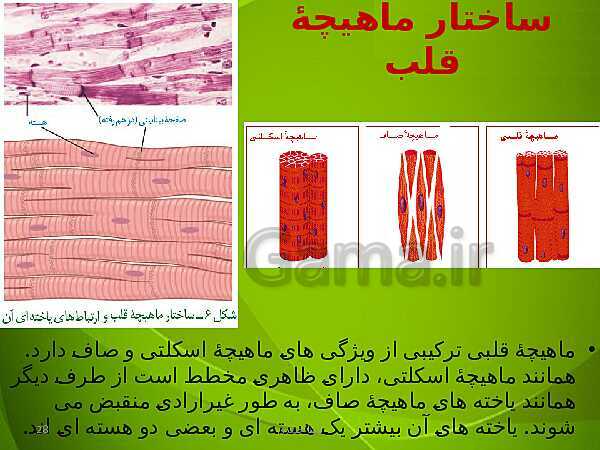 پاورپوینت فصل چهارم زیست دهم: گردش مواد در بدن- پیش نمایش