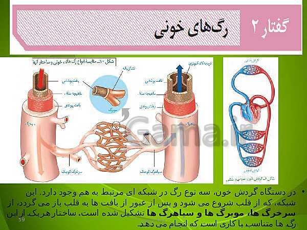 پاورپوینت فصل چهارم زیست دهم: گردش مواد در بدن- پیش نمایش