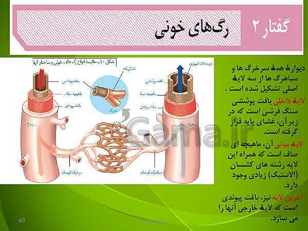 پاورپوینت فصل چهارم زیست دهم: گردش مواد در بدن- پیش نمایش