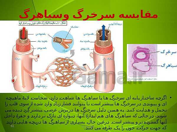 پاورپوینت فصل چهارم زیست دهم: گردش مواد در بدن- پیش نمایش