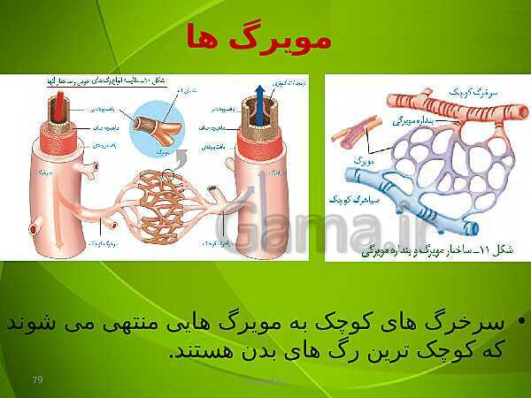 پاورپوینت فصل چهارم زیست دهم: گردش مواد در بدن- پیش نمایش