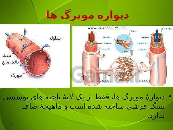 پاورپوینت فصل چهارم زیست دهم: گردش مواد در بدن- پیش نمایش