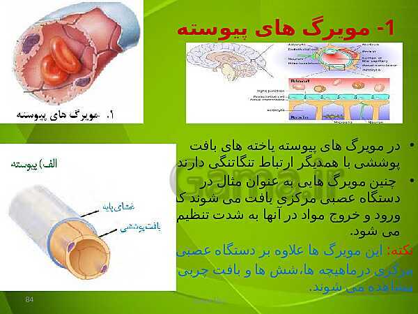 پاورپوینت فصل چهارم زیست دهم: گردش مواد در بدن- پیش نمایش