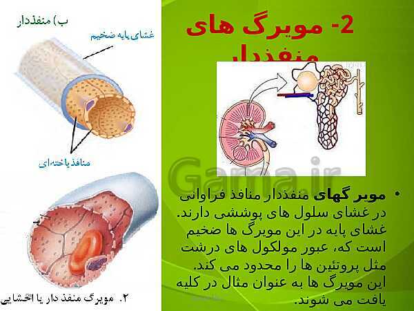 پاورپوینت فصل چهارم زیست دهم: گردش مواد در بدن- پیش نمایش