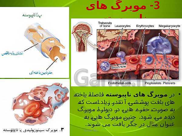 پاورپوینت فصل چهارم زیست دهم: گردش مواد در بدن- پیش نمایش