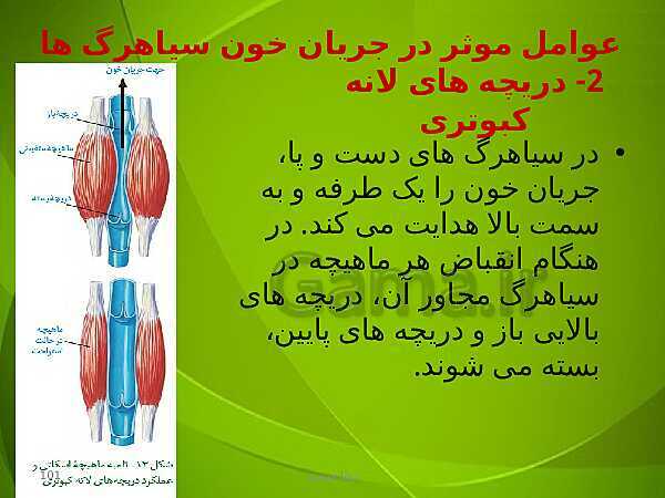 پاورپوینت فصل چهارم زیست دهم: گردش مواد در بدن- پیش نمایش