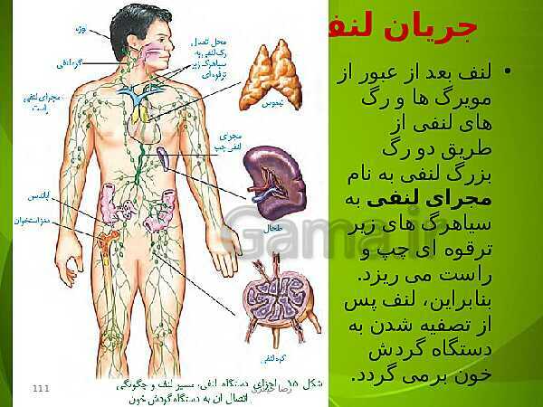 پاورپوینت فصل چهارم زیست دهم: گردش مواد در بدن- پیش نمایش