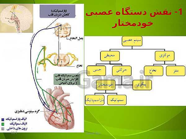 پاورپوینت فصل چهارم زیست دهم: گردش مواد در بدن- پیش نمایش