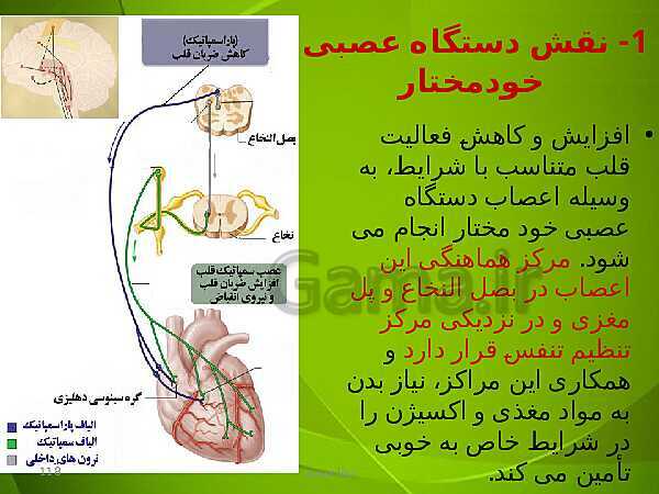 پاورپوینت فصل چهارم زیست دهم: گردش مواد در بدن- پیش نمایش