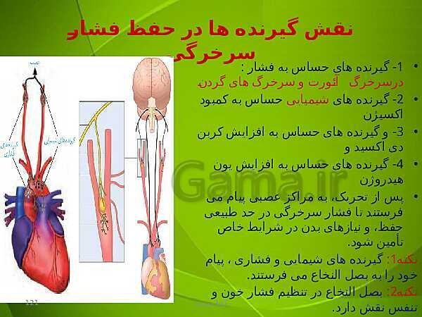 پاورپوینت فصل چهارم زیست دهم: گردش مواد در بدن- پیش نمایش