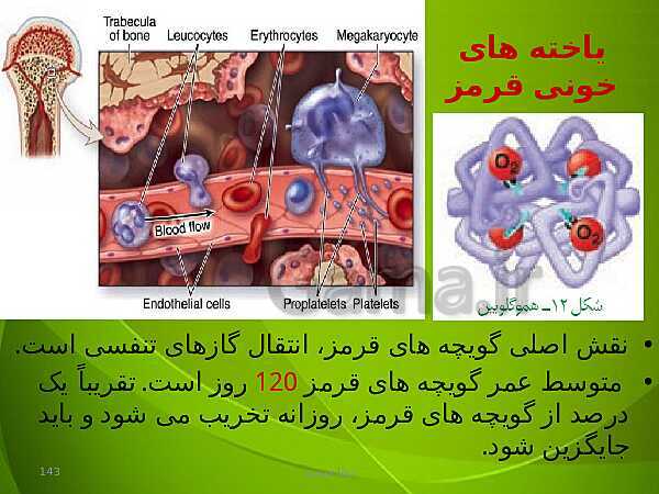 پاورپوینت فصل چهارم زیست دهم: گردش مواد در بدن- پیش نمایش