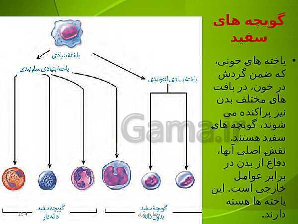 پاورپوینت فصل چهارم زیست دهم: گردش مواد در بدن- پیش نمایش