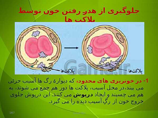 پاورپوینت فصل چهارم زیست دهم: گردش مواد در بدن- پیش نمایش