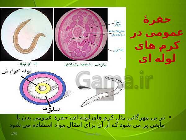 پاورپوینت فصل چهارم زیست دهم: گردش مواد در بدن- پیش نمایش