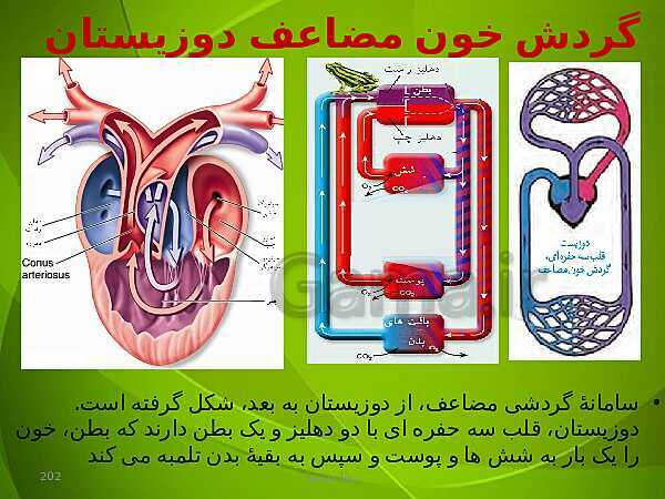 پاورپوینت فصل چهارم زیست دهم: گردش مواد در بدن- پیش نمایش