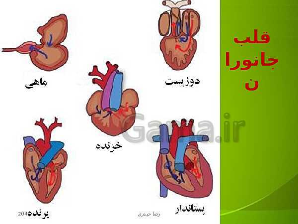 پاورپوینت فصل چهارم زیست دهم: گردش مواد در بدن- پیش نمایش