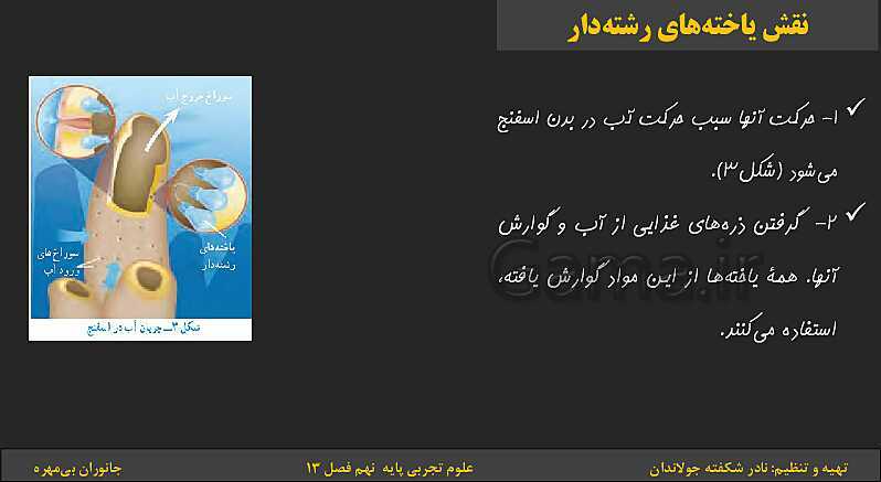 پاورپوینت تدریس فصل 13 کتاب علوم تجربی نهم: جانوران بی‌مهره- پیش نمایش