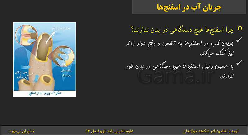 پاورپوینت تدریس فصل 13 کتاب علوم تجربی نهم: جانوران بی‌مهره- پیش نمایش