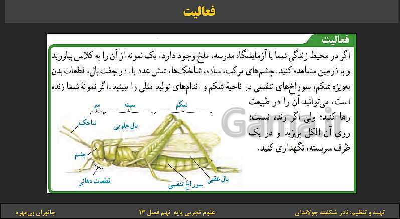 پاورپوینت تدریس فصل 13 کتاب علوم تجربی نهم: جانوران بی‌مهره- پیش نمایش