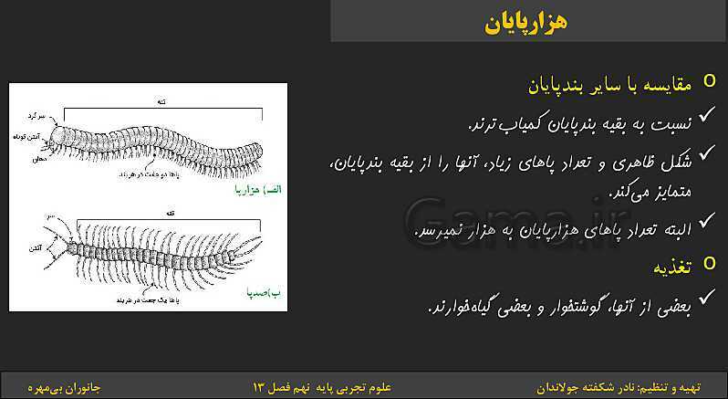 پاورپوینت تدریس فصل 13 کتاب علوم تجربی نهم: جانوران بی‌مهره- پیش نمایش