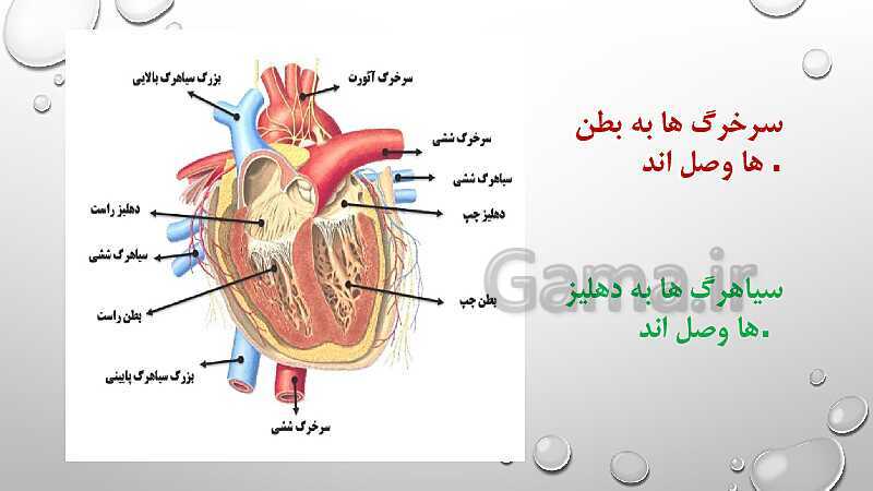  پاورپوینت فصل 14 گردش مواد علوم هفتم | گردش مواد- پیش نمایش