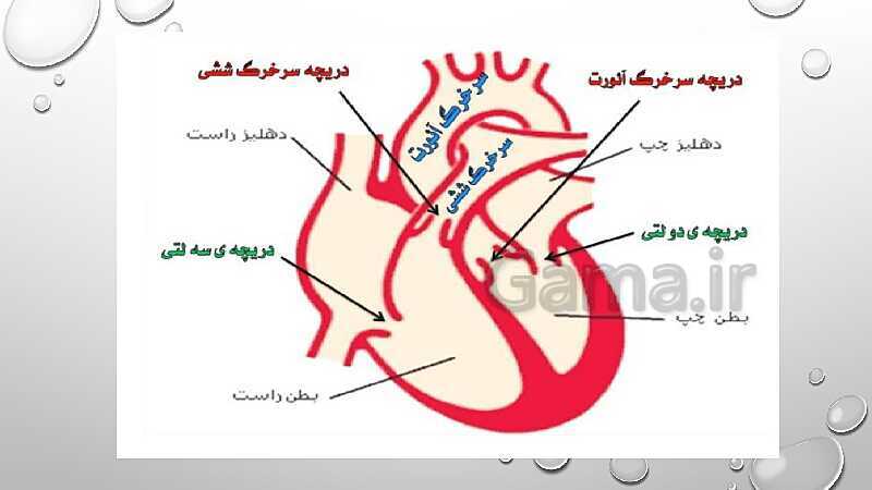  پاورپوینت فصل 14 گردش مواد علوم هفتم | گردش مواد- پیش نمایش