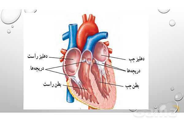 پاورپوینت فصل 14 گردش مواد علوم هفتم | گردش مواد- پیش نمایش