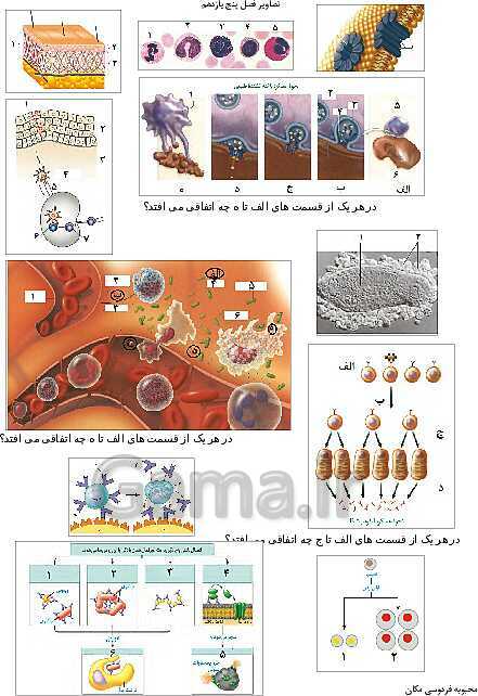 تصاویر بدون برچسب کتاب زیست شناسی (2) پایه یازدهم- پیش نمایش
