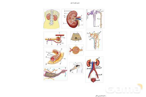 تصاویر بدون برچسب کتاب زیست شناسی (1) پایه دهم- پیش نمایش