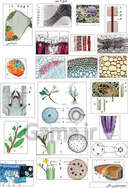 تصاویر بدون برچسب کتاب زیست شناسی (1) پایه دهم- پیش نمایش
